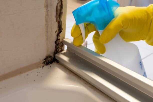 Best Black Mold Removal  in Emerald Lake Hills, CA