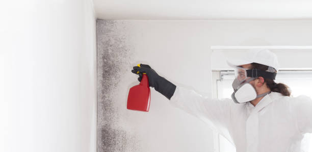 Best Mold Testing  in Emerald Lake Hills, CA