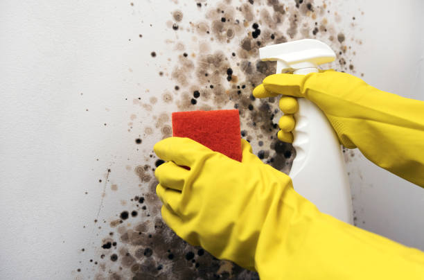 Best Fast Mold Removal  in Emerald Lake Hills, CA