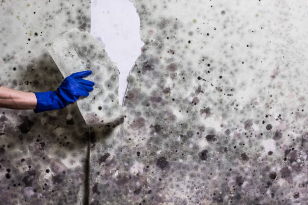 Best Mold Damage Repair  in Emerald Lake Hills, CA