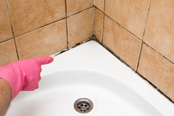 Best Toxic Mold Removal  in Emerald Lake Hills, CA
